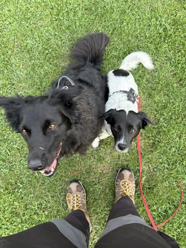 Zwei Hunde beim Spaziergang auf einer Wiese